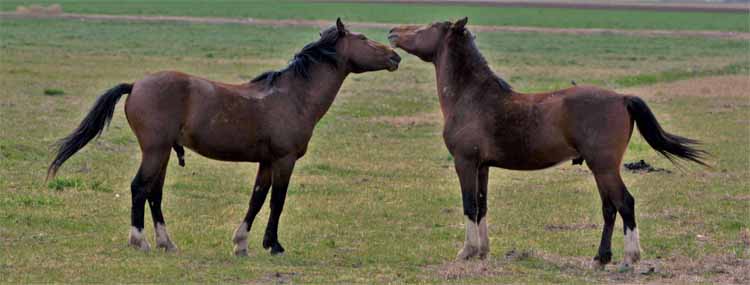 mustangs